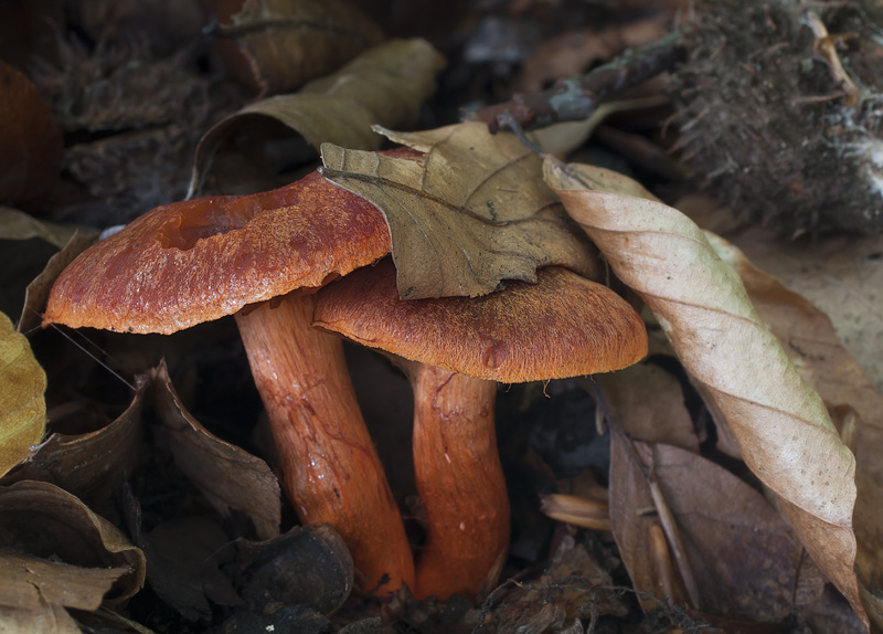 Cortinarius cinnabarinus